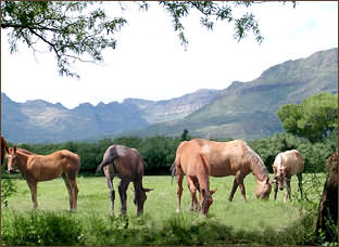 Pasture