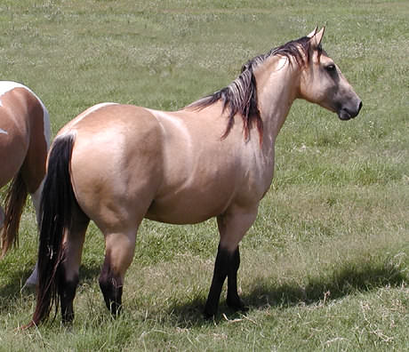 Horses For Sale