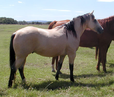 Horses For Sale. Buckskin Horses For Sale. Buckskin